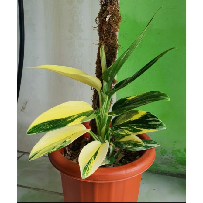 standleyana varigata putih philo / monstera standleyana variegata kuning