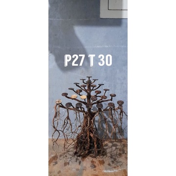 Bonsai aquascape beringin