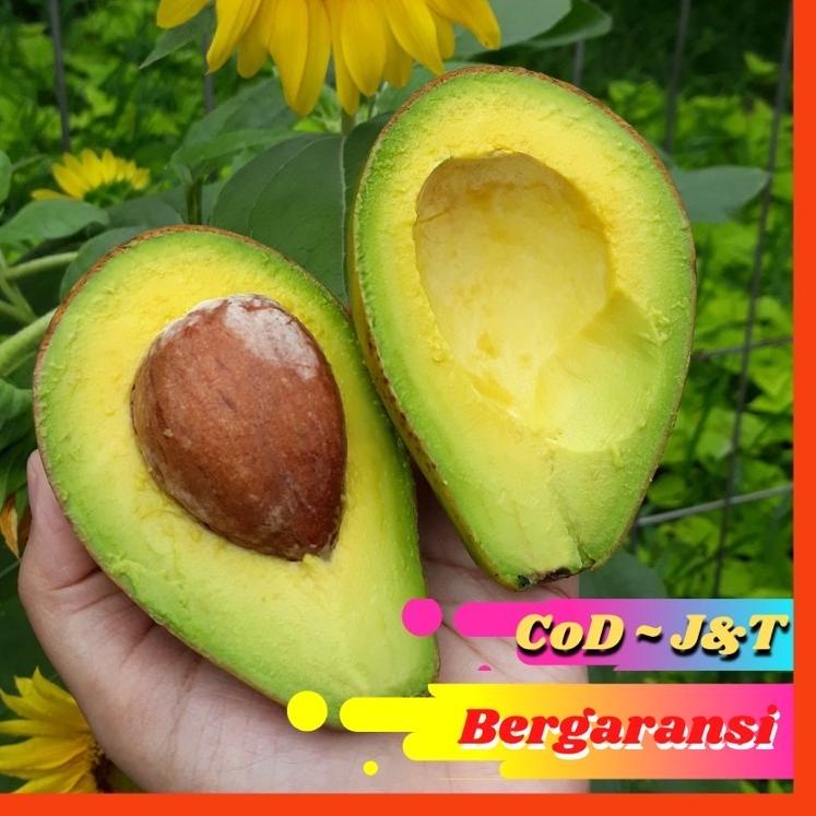 

Best Alpukat Mentega Bergaransi PROMO (Isi 4 Buah) u61☆
