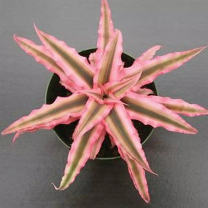 Tanaman hias Bromelia cryptanthus