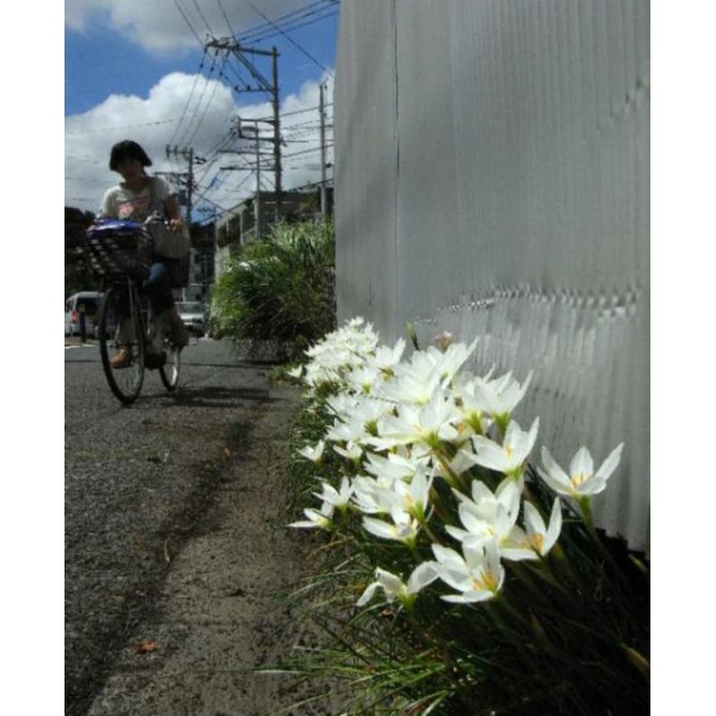 TANAMAN LILY BUNGA KUCAI TULIP