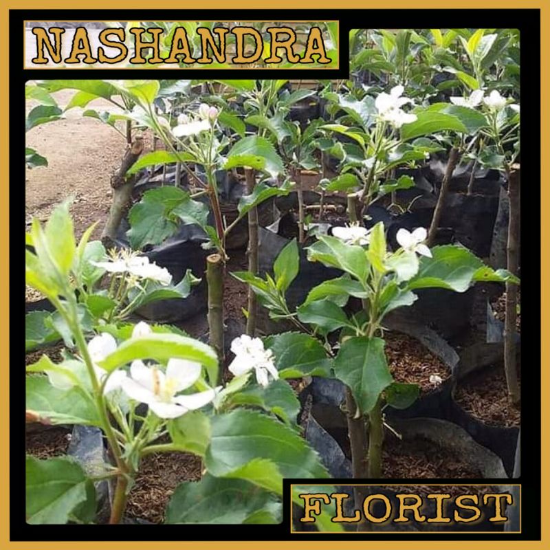 Bibit Buah Apel Malang