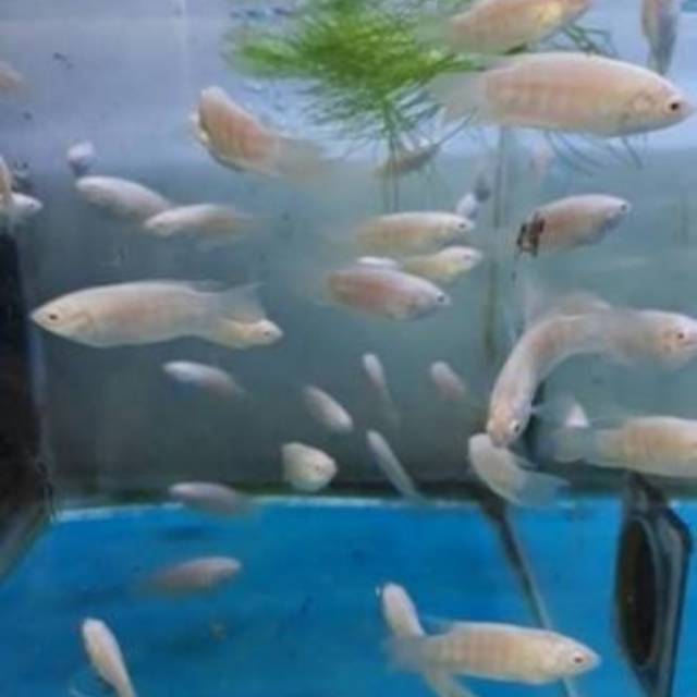 Ikan Hias Sepat Paradise Albino Shopee Indonesia