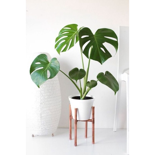 TANAMAN HIAS MONSTERA DELICIOUSA - PHILODENDRON MONSTERA TANAMAN HIAS INDOOR