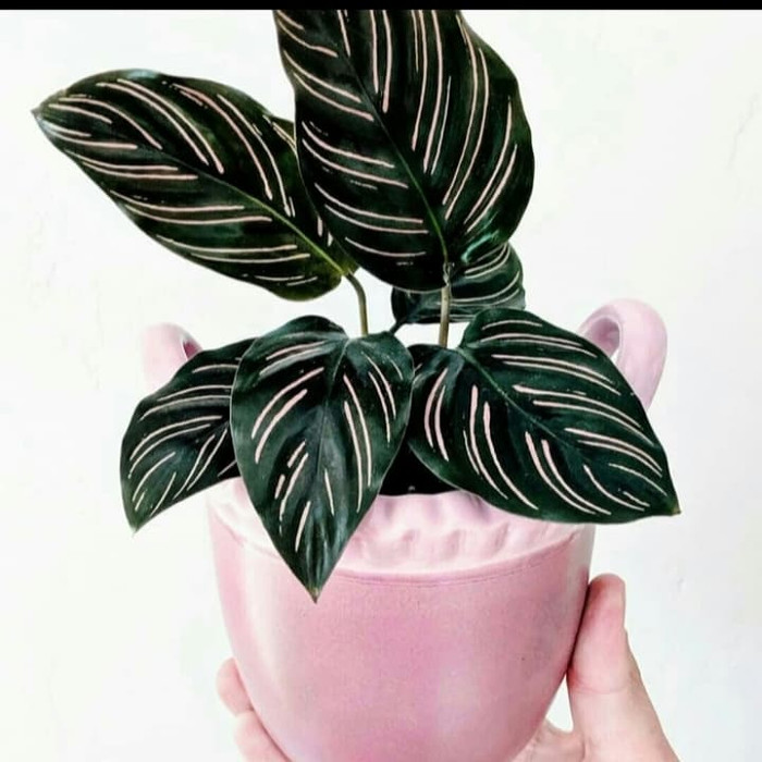 tanaman hias calathea ornata / calathea ornata