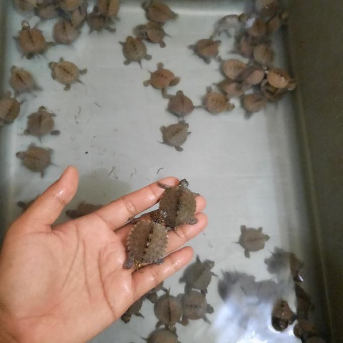 Kura Kura Misisipi Map Turtle Tokomamamuda