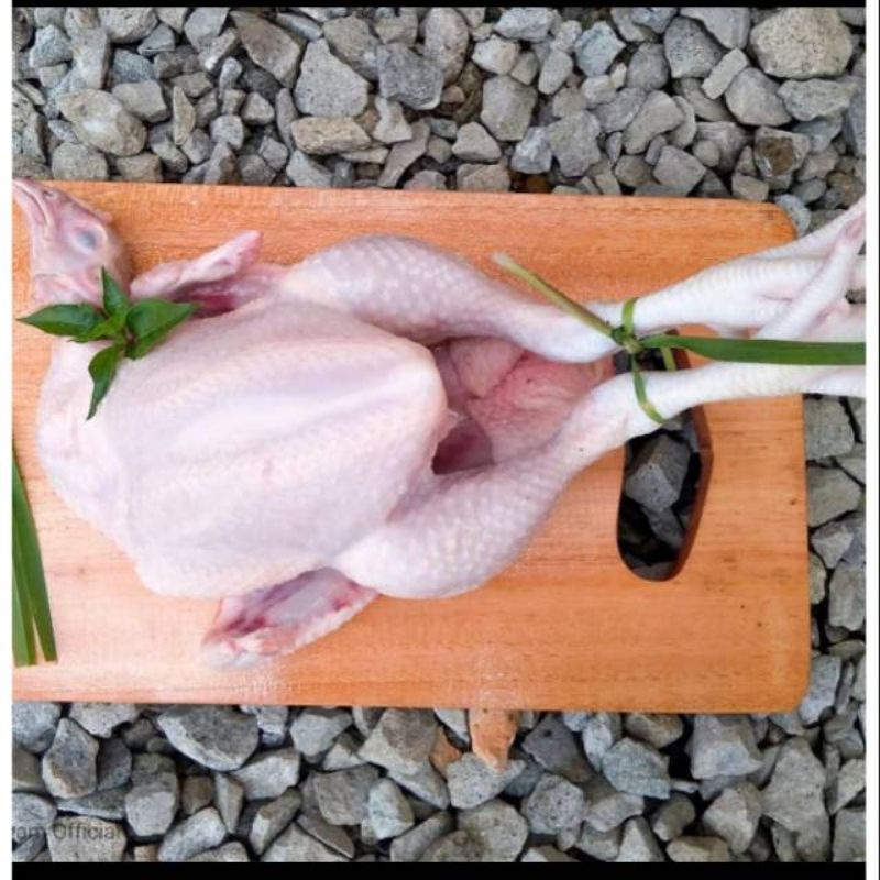 

ayam potong segar 2kg utuh / tanpa bulu / masih ada jeroan