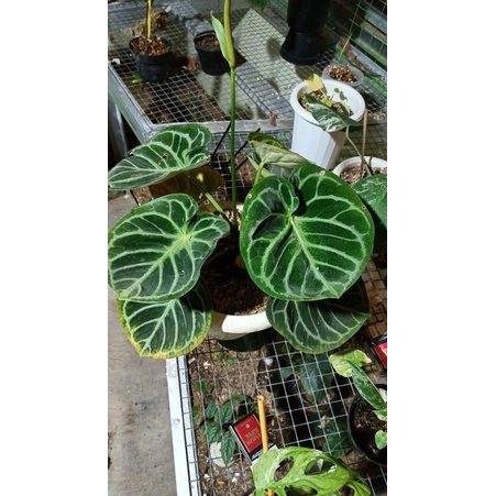 anthurium dorayaki mangkok