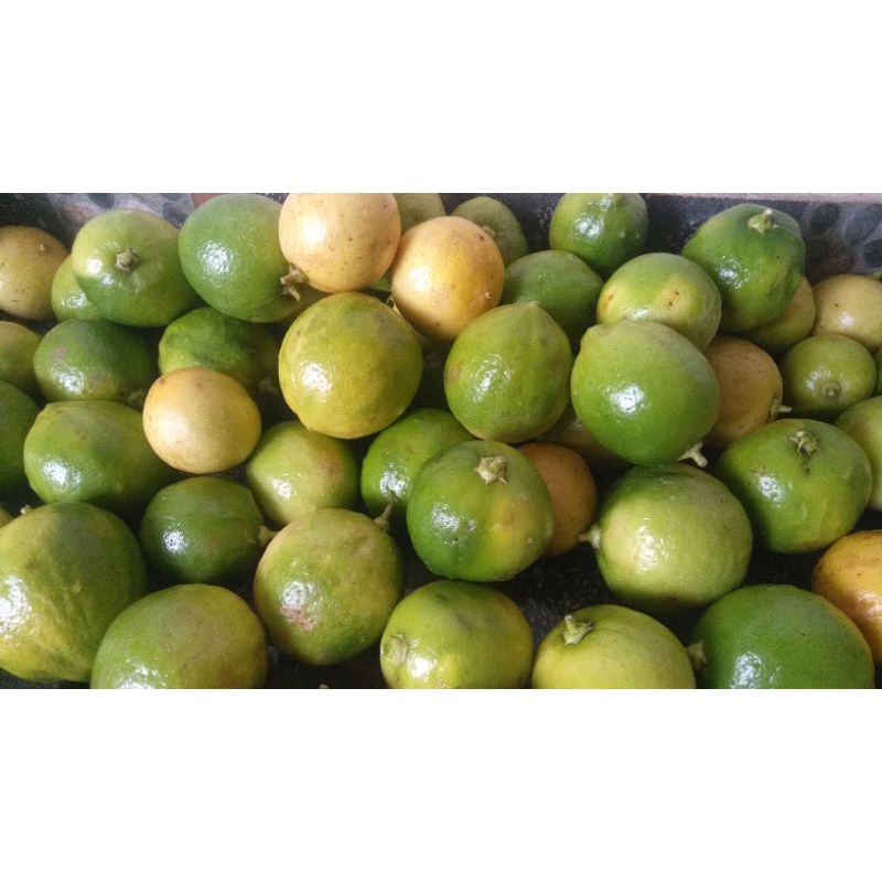 

(PO) LEMON SEGAR/FRESH/BARU PETIK 1KG MURAH