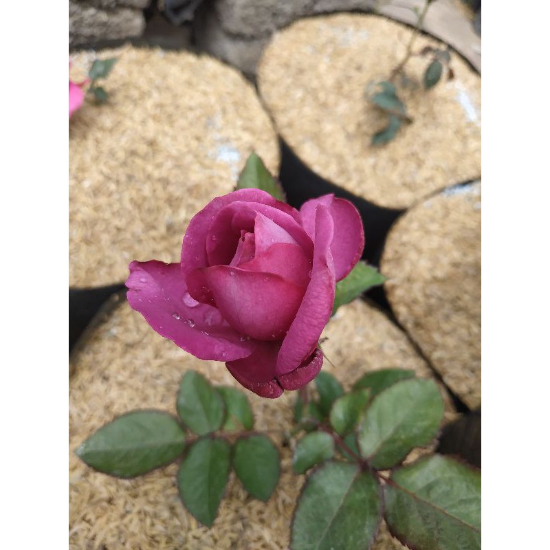 Mawar Claude Brasseur