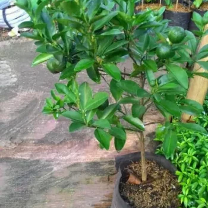 POHON JERUK KIP/LEMON CUI-bibit tanaman jeruk kip/lemon cui