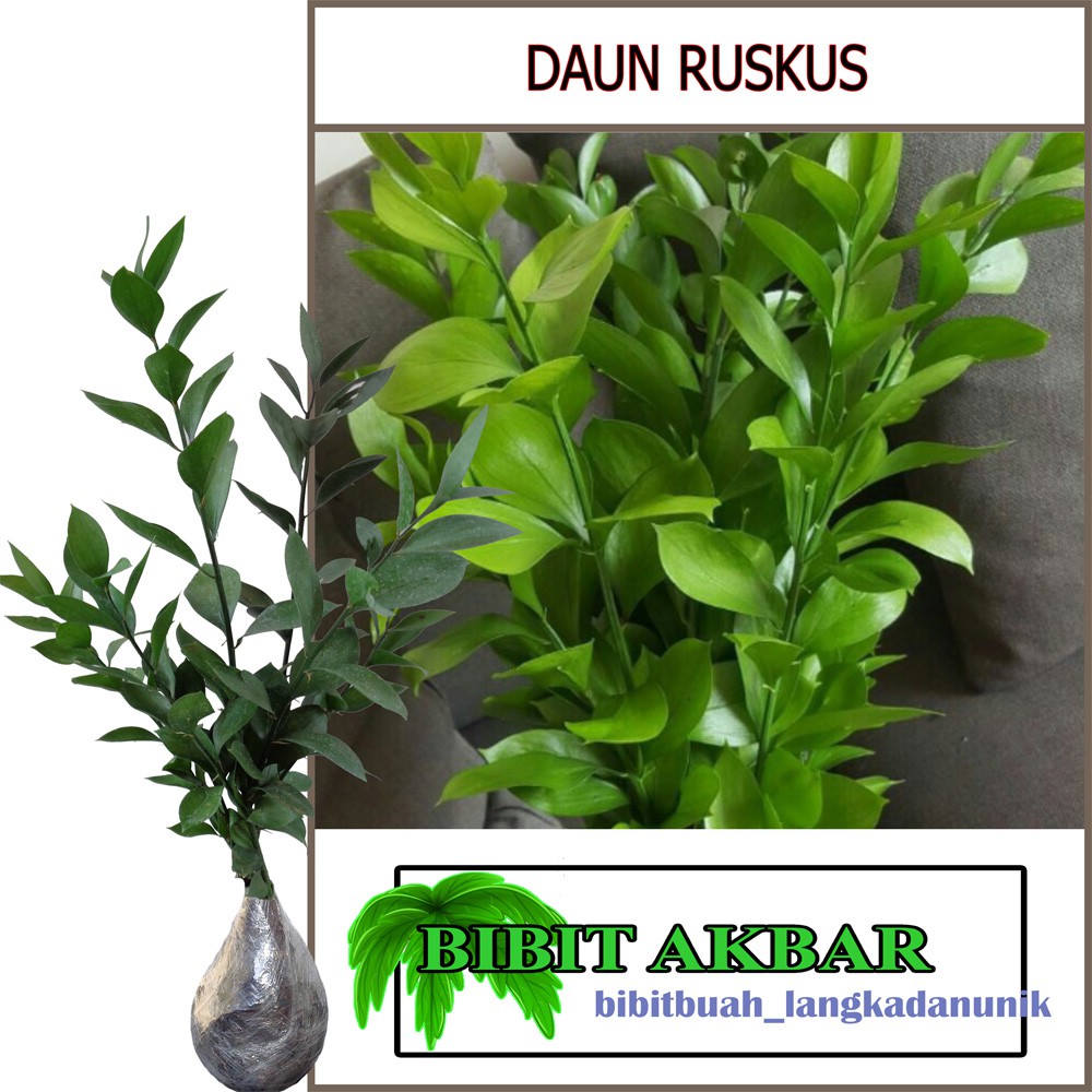 Bibit Tanaman Daun Ruskus