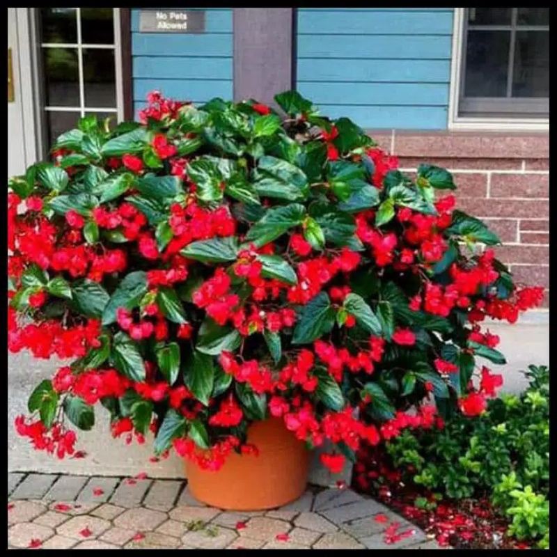 Tanaman Hias Begonia Merah Daun Hijau/Tanaman Bunga Hias Begonia Merah
