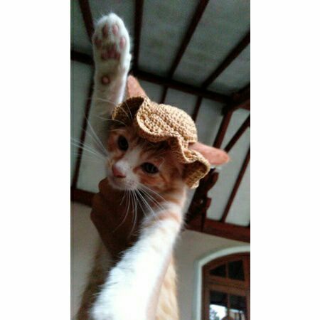 Crochet hat for cat||topi kucing rajut
