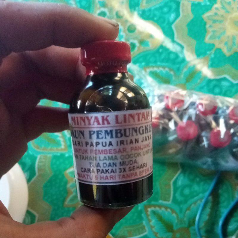 minyak lintah daun pembungkus asli papua