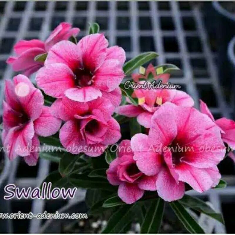 Adenium Grafting "Swallow"