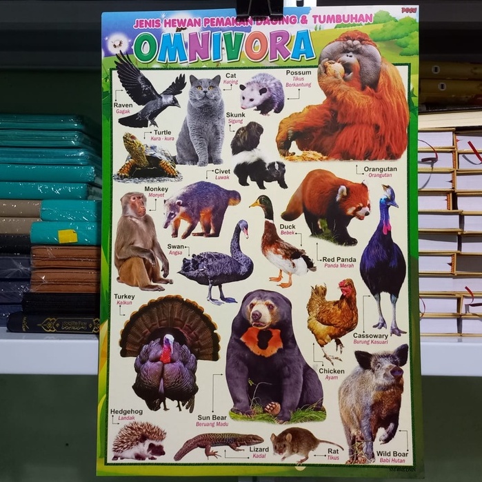 Poster Binatang Omnivora