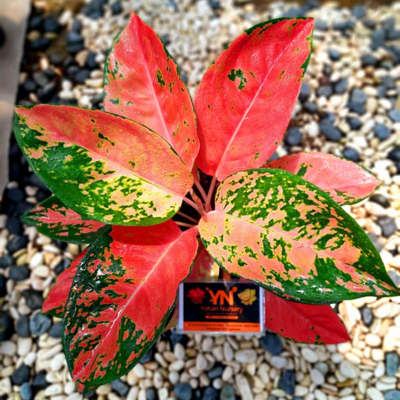 Aglonema Kochin Merah / bibit bunga / bunga hidup / tanaman / tanaman bunga / bunga hiasan /bunga ag