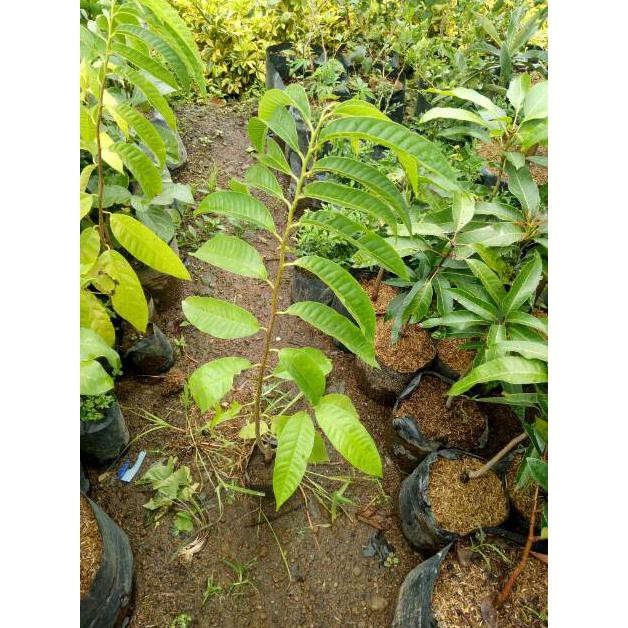 %% Bibit Tanaman Srikaya San Pablo