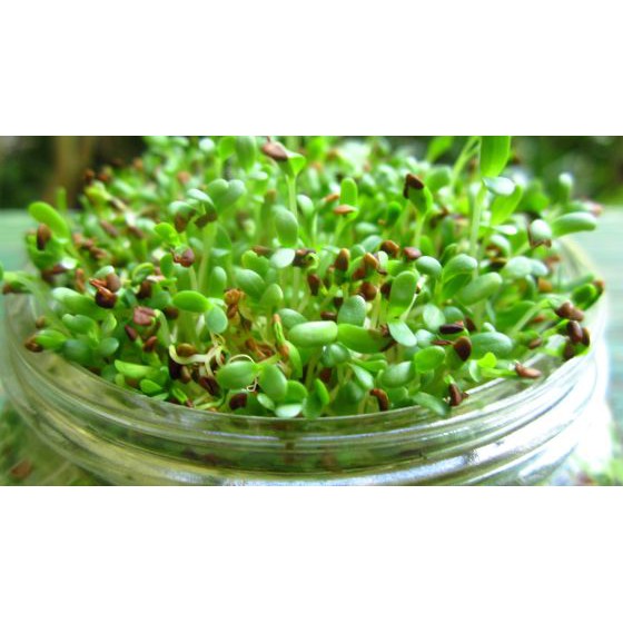 100 benih green alfafa bibit sayuran sawi sawian sunflower microgreens salad MGI hidroponik