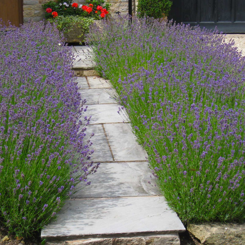 Bibit Lavender English - 10 Benih Bunga Lavender Vera Lavandula Angustifolia Tanaman Anti Nyamuk