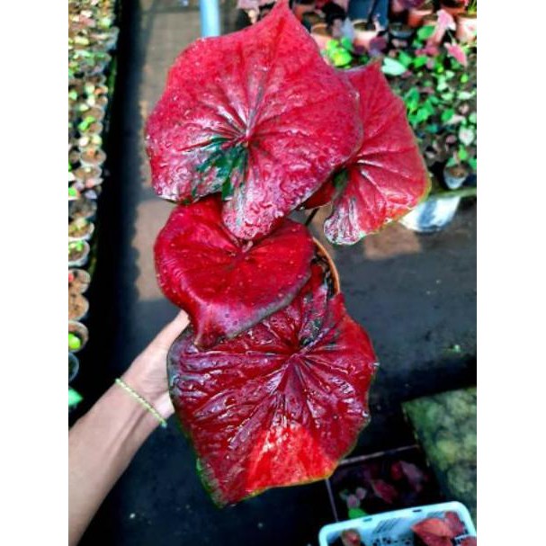 Kode 4989 Bunga Tanaman Caladium Red Stardust Caladium Srirejeki Shopee Indonesia