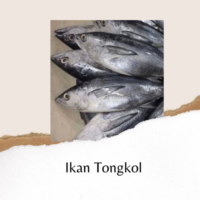 

IKAN TONGKOL SEGAR BERKUALITAS BANDUNG - 1KG