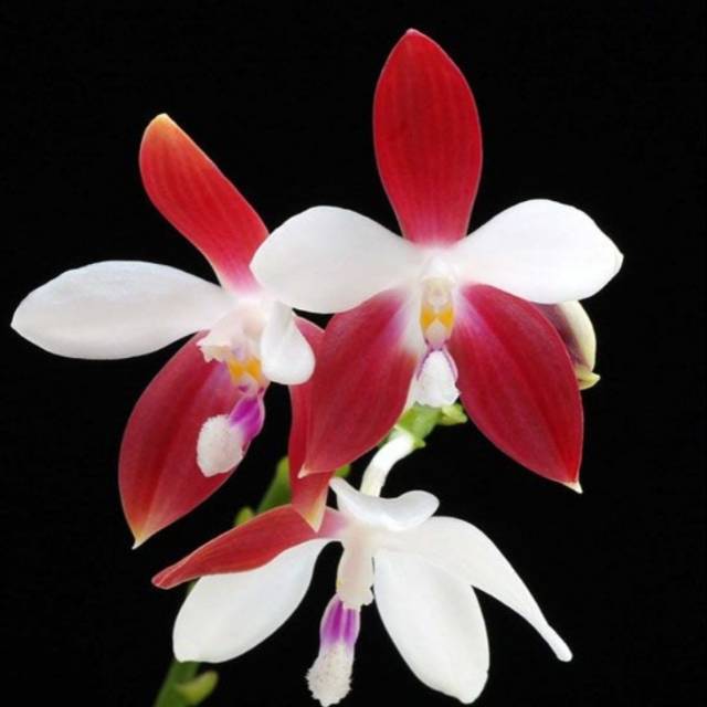 Anggrek Phalaenopsis Speciosa