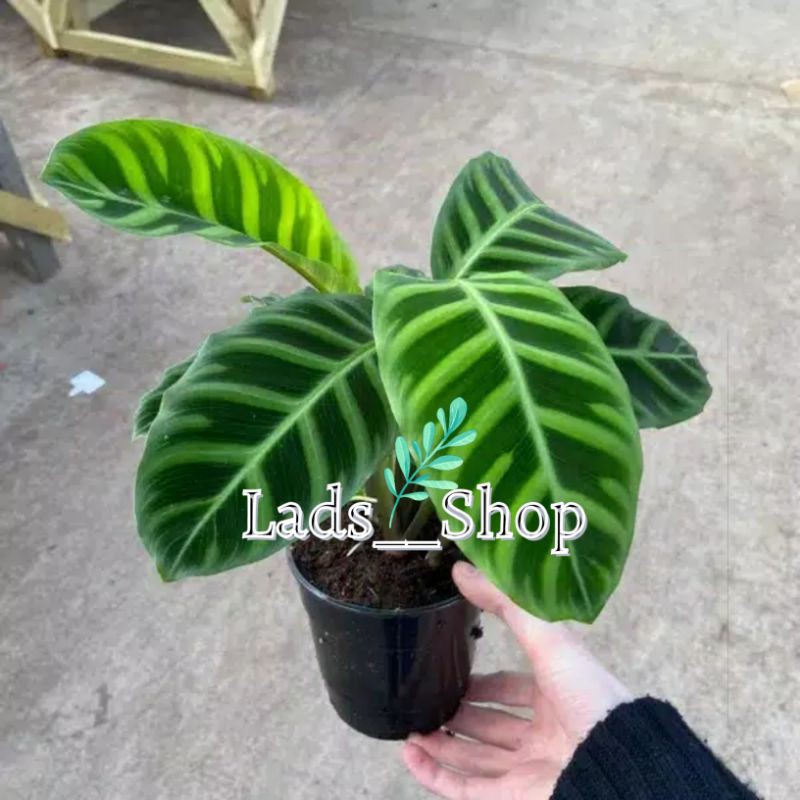 Tanaman Hias Calathea Zebrina - Calathea Zebrina