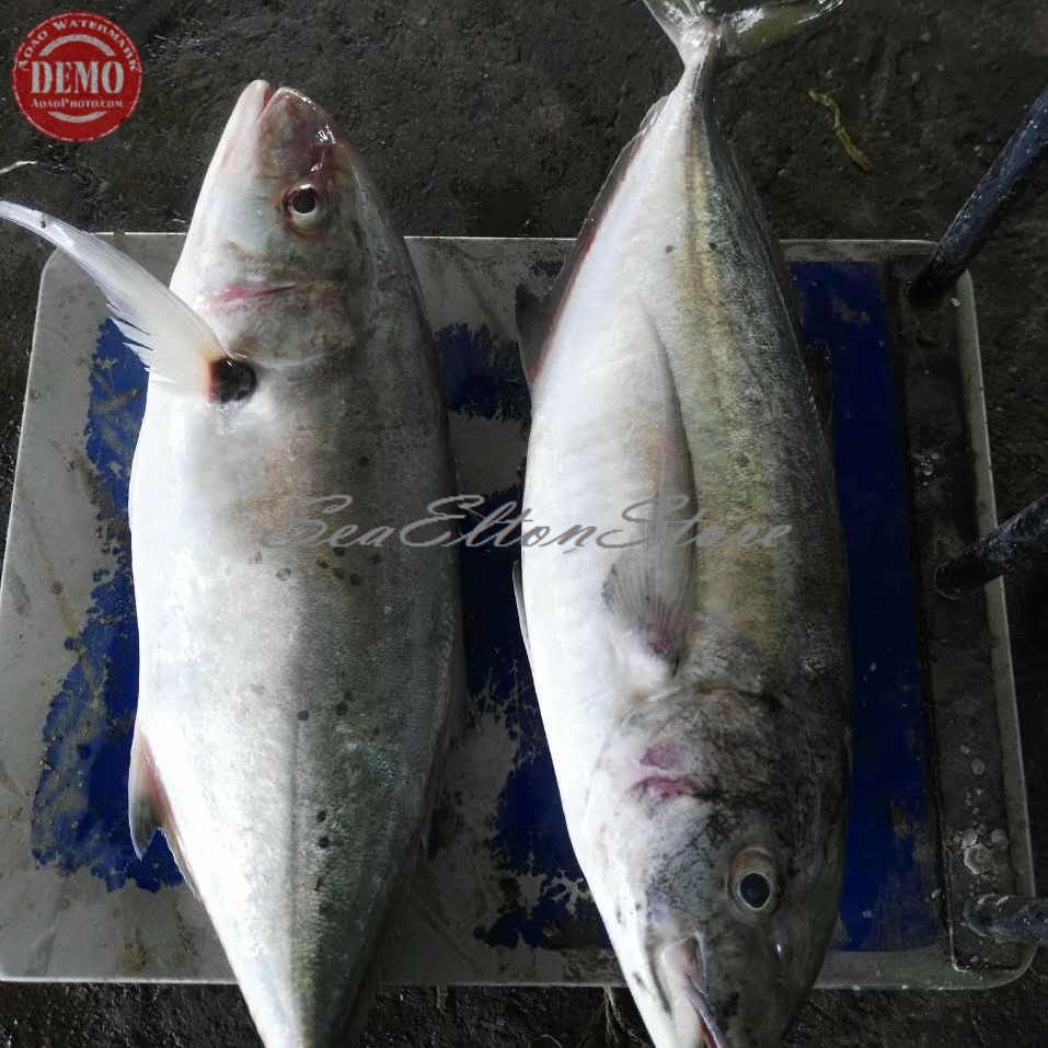 

IKAN KUWE SEGAR LILIN Hasil Laut Segar Fresh