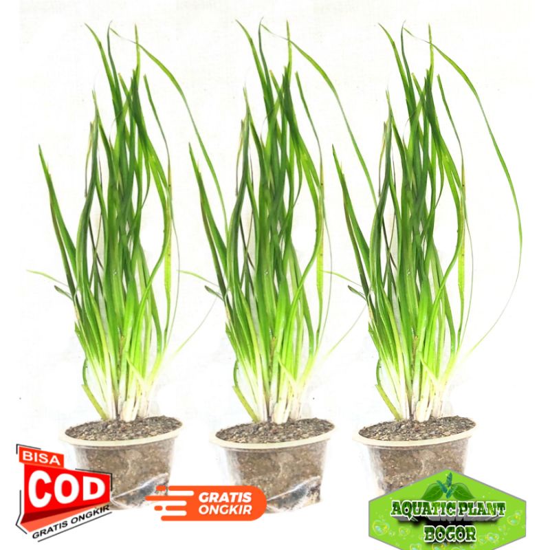 tanaman aquascape vallisneria natans full air rimbun