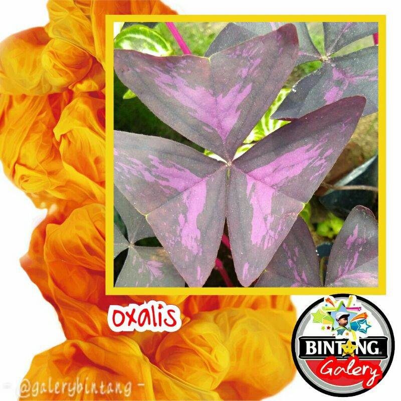 oxalis