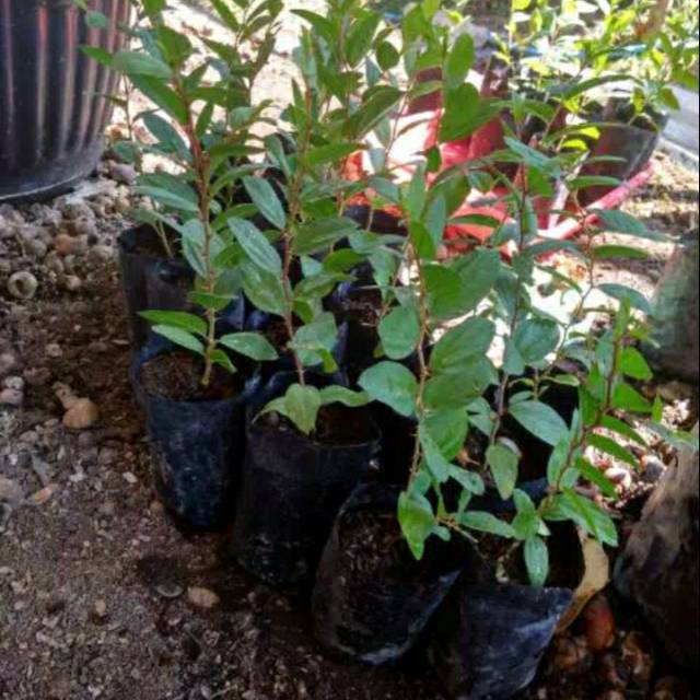 

Bibit daun bidara arab asli (Ruqiyah)