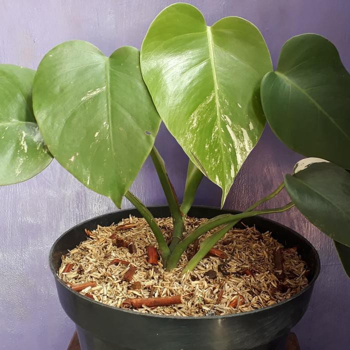 16880 Tanaman Monstera Variegata Monstera Daun Putih 0ri Shopee Indonesia