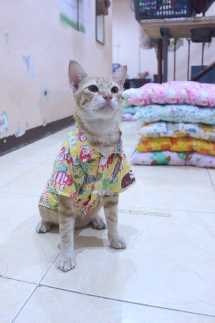 Kemeja kuning motif gambar kucing lucu untuk kucing dan anjing / baju kucing murah size S M L XL