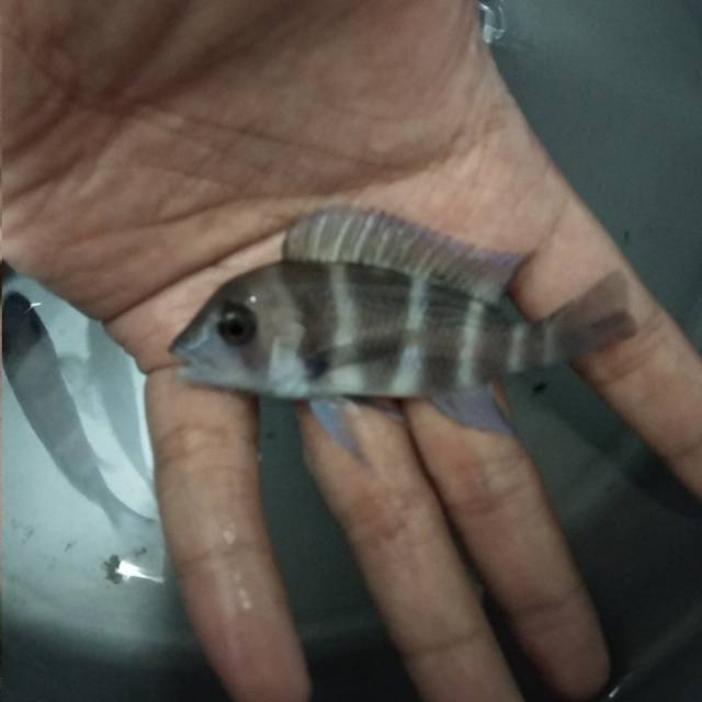 Ikan frontosa burundi 10cm an untuk aquarium