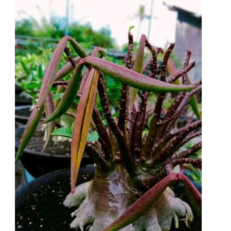 TERLARIS BRANDS FESTIVAL PREMIUM SEED ADENIUM | SEED SULTAN | BIJI ADENIUM GODJI | RAYSH ADENIUM | S