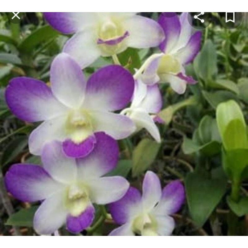 Anggrek Arindang Blue