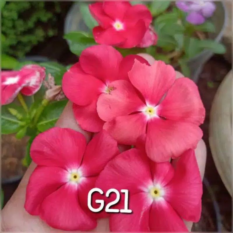 Jual Benih Bunga Vinca Gantung G21