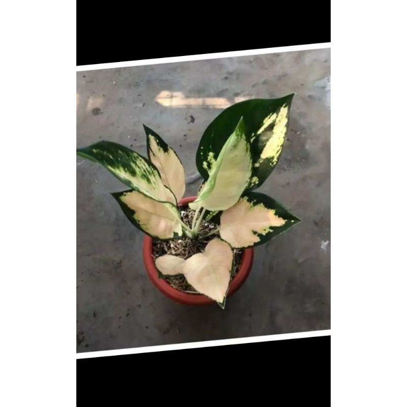 Bonggol Aglonema Escada