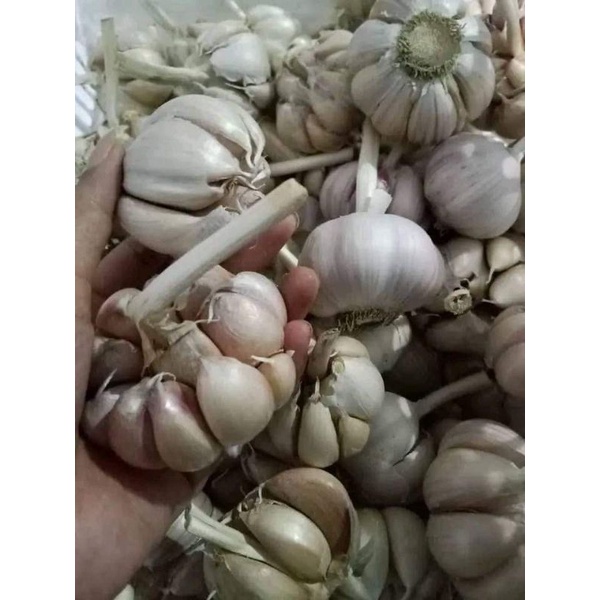 

bawang putih