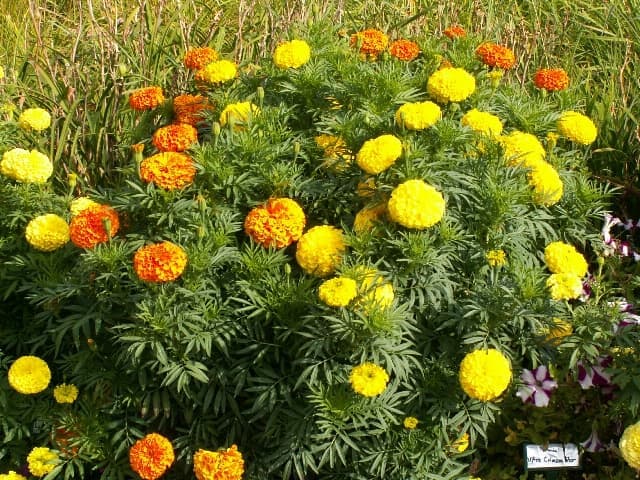 Haira Seed Benih-Bibit Bunga Marigold Cracker Jack Mix