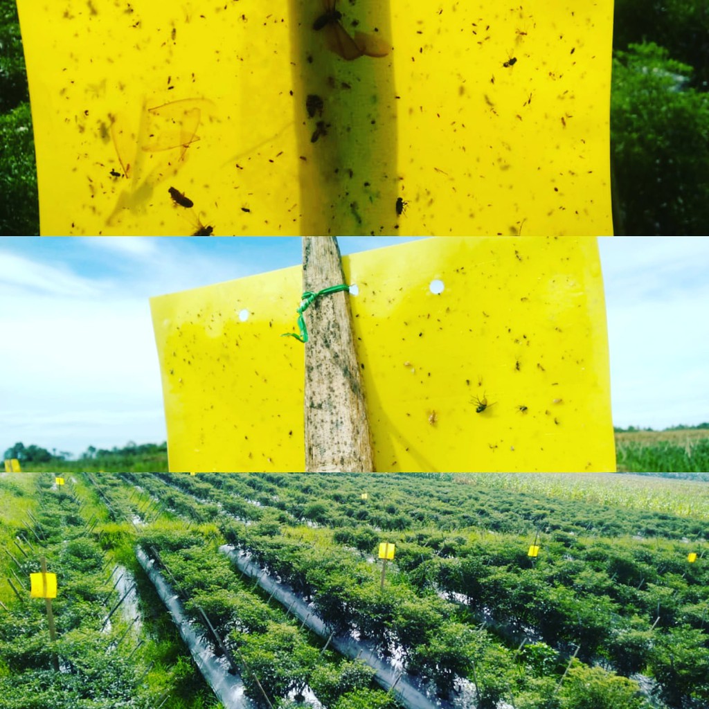 LIKAT KUNING ( PERANGKAP HAMA KUTU KUTUAN)