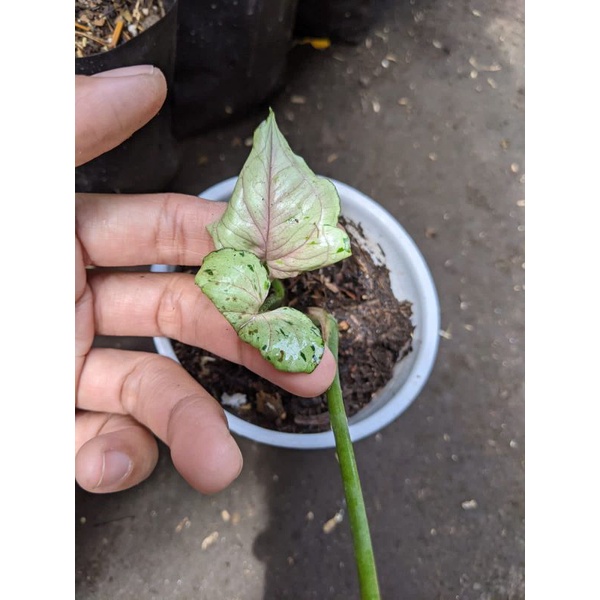 Syngonium Green Splash