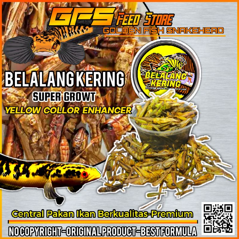 Belalang Kering Yellow Pakan Ikan Channa