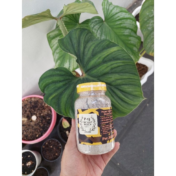 Pupuk tanaman pupuk P13