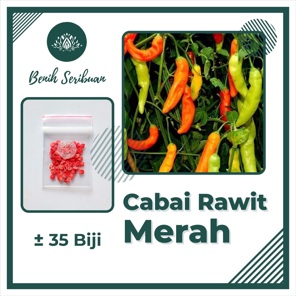 BS-BYL Bibit Cabe Konsumsi Benih Sayuran Cabai Rawit Merah Setan Sayur Unggul Cabe Setan ORI 212 Besar Hijau Keriting Shypoon Orion Viral dll-CABE RAWIT MERAH