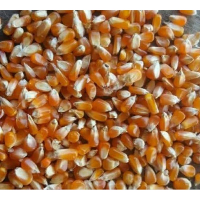 BENIH JAGUNG  KRISTAL JAGUNG  KECIL BERKUALITAS 500 GRAM