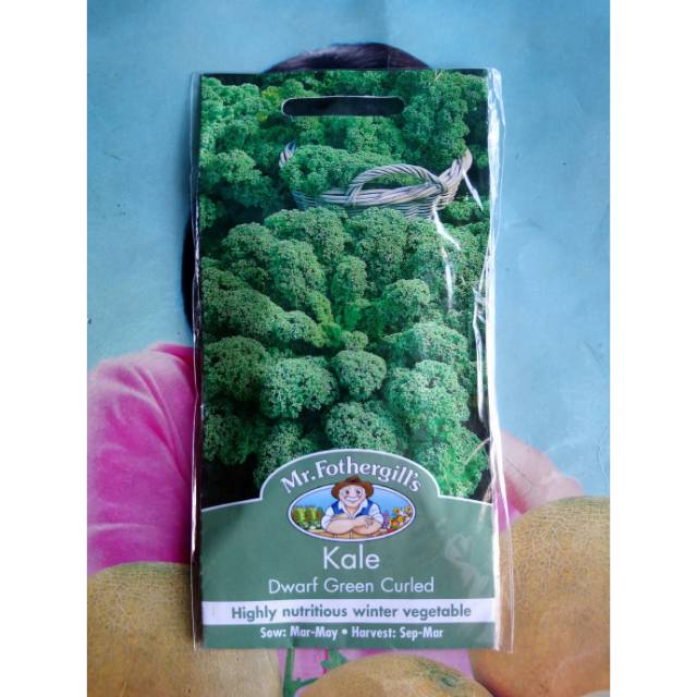 Benih Biji Bibit Kale DWARF GREEN CURLED 400bj