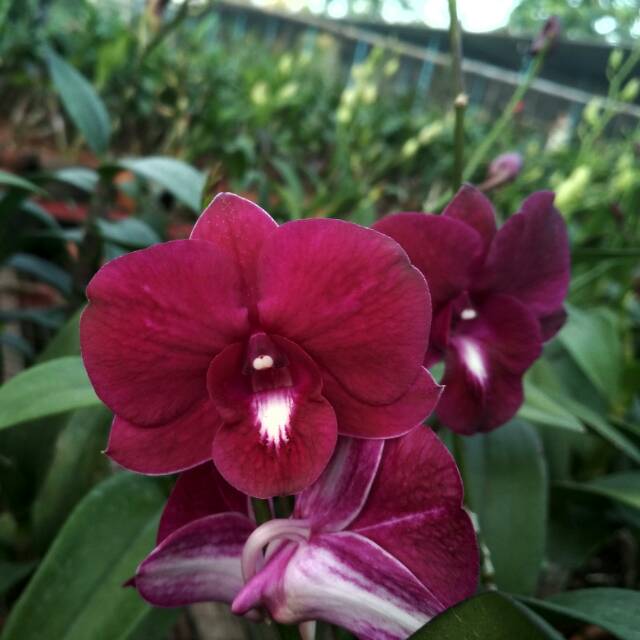 Anggrek Dendrobium MORRED RED (REMAJA)
